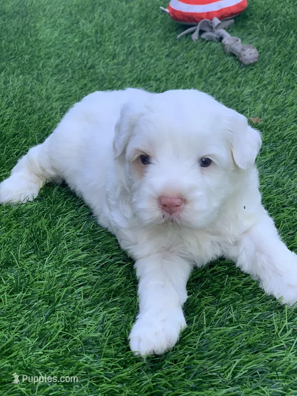 Snow – Chow Chow, Poodle - Miniature  puppy for sale in Tampa, FL