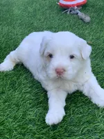 Snow, a female Chow Chow and Poodle - Miniature  for sale in Tampa, FL – Photo 1 of 4