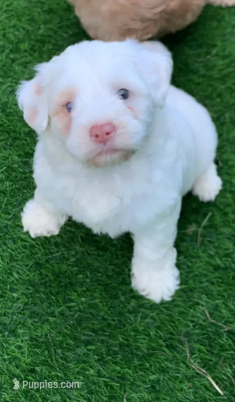 Snow one blue and one green  eye  – Chow Chow, Poodle - Miniature  puppy for sale in Tampa, FL
