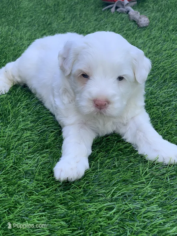 Snow – Chow Chow, Poodle - Miniature  puppy for sale in Tampa, FL