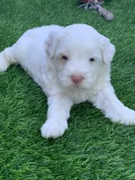 Snow, a female Chow Chow and Poodle - Miniature  for sale in Tampa, FL – Photo 4 of 4