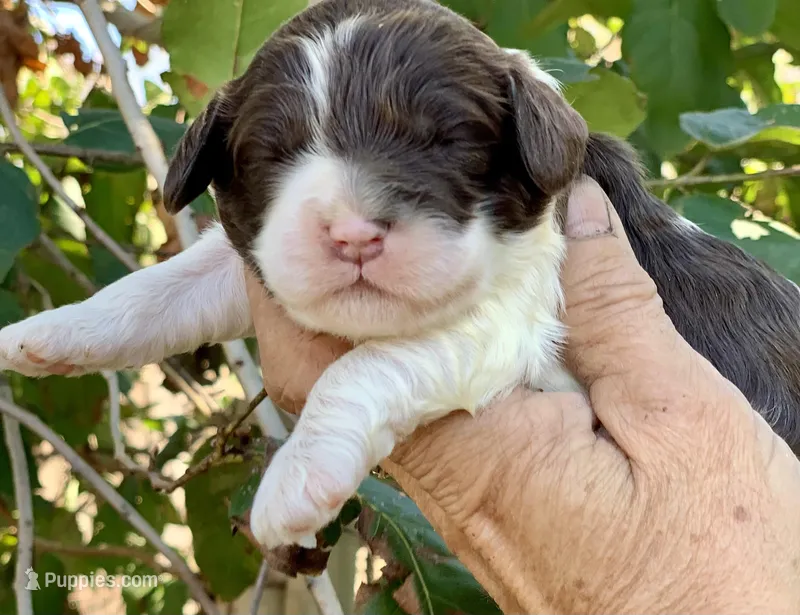 Chocolate parti Cockapoo