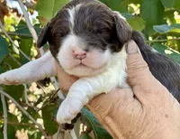 Chocolate parti Cockapoo, a female Cockapoo for sale in Tampa, FL – Photo 4 of 8