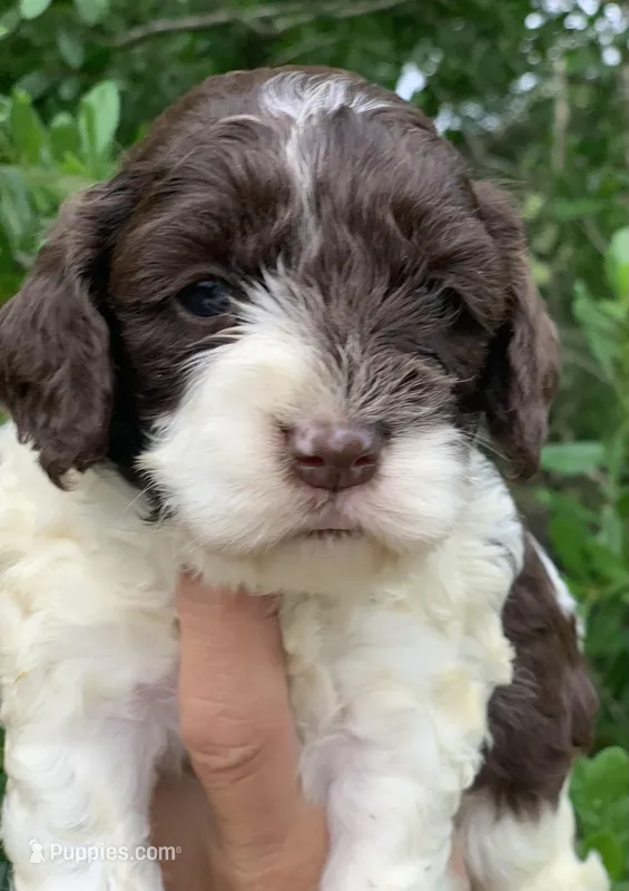 Chocolate parti Cockapoo – Cockapoo puppy for sale in Tampa, FL