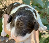 Chocolate parti Cockapoo, a female Cockapoo for sale in Tampa, FL – Photo 5 of 8