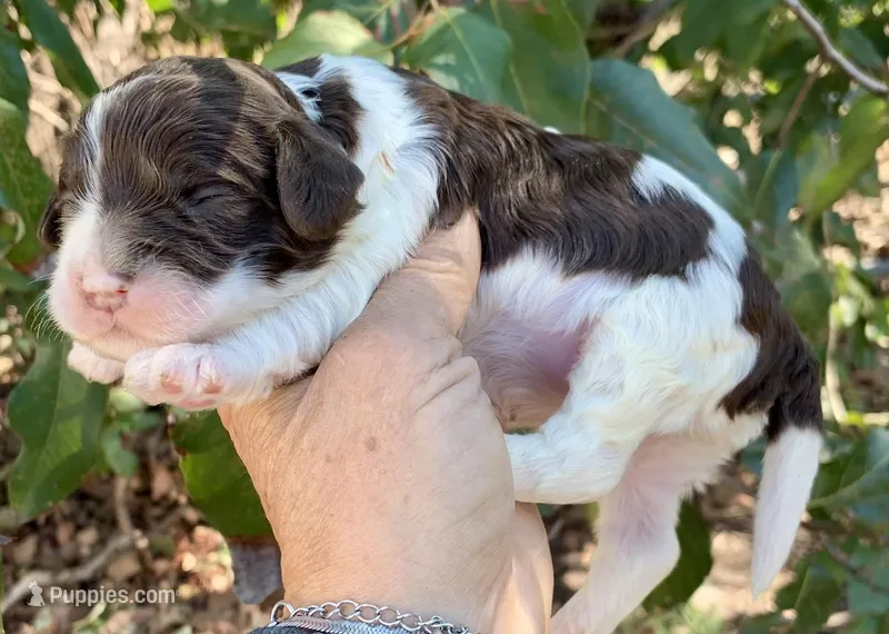 Chocolate parti Cockapoo, a female Cockapoo for sale in Tampa, FL – Photo 1 of 8