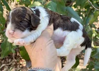 Chocolate parti Cockapoo, a female Cockapoo for sale in Tampa, FL – Photo 1 of 8