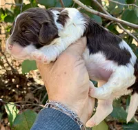 Chocolate parti Cockapoo, a female Cockapoo for sale in Tampa, FL – Photo 6 of 8