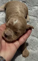 Green F1, a female Cockapoo for sale in Tampa, FL – 1 of 4