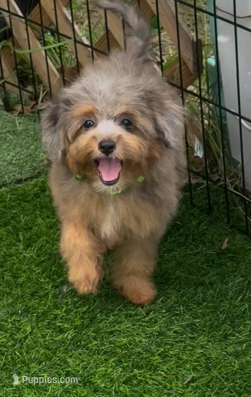 Nova F1  – Miniature Aussiedoodle puppy for sale in Ruskin, FL