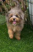 Nova F1 , a female Miniature Aussiedoodle for sale in Ruskin, FL – 1 of 5