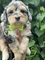 Ruby F1b, a female Miniature Aussiedoodle for sale in Sun City Center, FL – 4 of 10