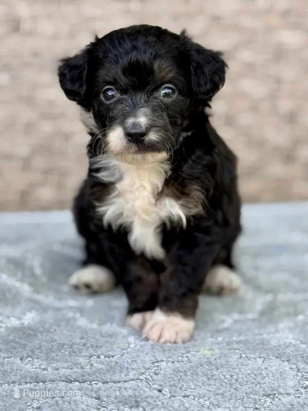 Bear – Miniature Aussiedoodle puppy for sale in Tampa, FL