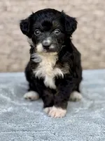 Bear, a male Miniature Aussiedoodle for sale in Tampa, FL – 2 of 10