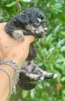 Tiny Morkiepoo , a male Poodle - Toy  and Morkie for sale in Tampa, FL – 2 of 7