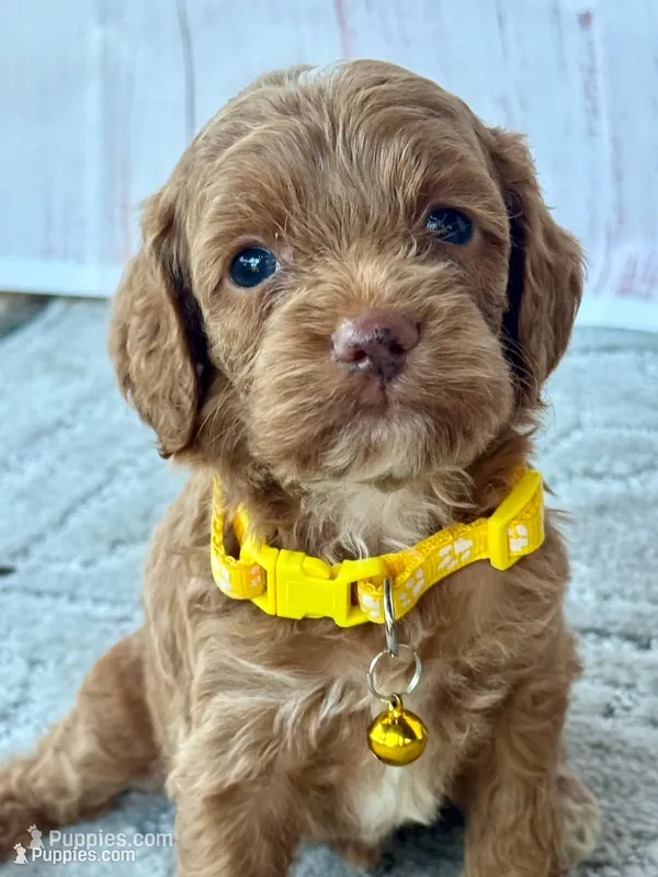 Dolly – Cockapoo puppy for sale in Ruskin, FL