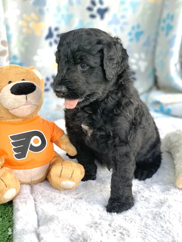 Medium size. Parents health tested. – Bernedoodle puppy for sale in Tampa, FL