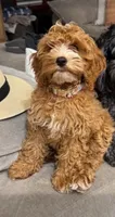 Pink F1, a female Cockapoo for sale in Tampa, FL – 4 of 4