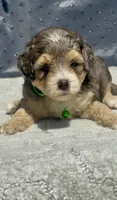 Emerald  F1b, a female Miniature Aussiedoodle for sale in Sun City Center, FL – 4 of 8