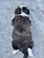 Willie, a female Miniature Aussiedoodle for sale in Ruskin, FL – 3 of 5