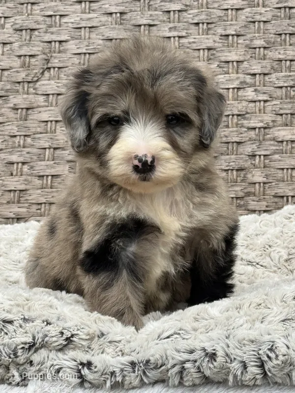 Medium size. Health tested parents – Bernedoodle puppy for sale in Tampa, FL