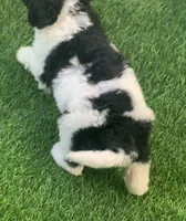 Betsy parents health tested, a female Bernedoodle for sale in Tampa, FL – 5 of 6