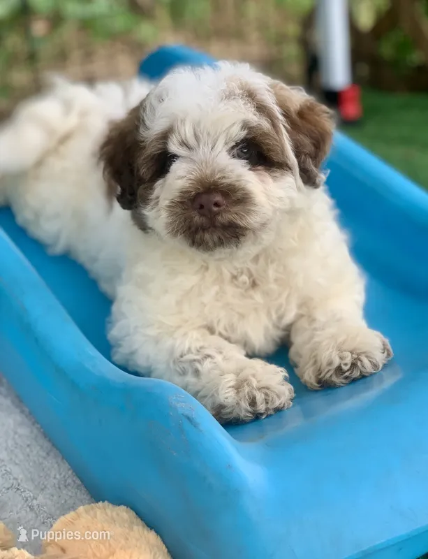 Hershey – Chow Chow, Poodle - Miniature  puppy for sale in Tampa, FL