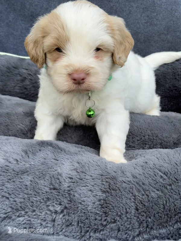 Firsta, mini Chowdoodle ( from DoDo parents) – Chow Chow, Poodle - Miniature  puppy for sale in Tampa, FL