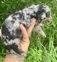 Morkie poo Blue Merle  , a female Poodle - Toy  and Morkie for sale in Tampa, FL – 1 of 4