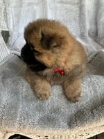 Sakura, a female Chow Chow for sale in Ruskin, FL – 6 of 8