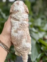 Patsy, a female Cockapoo for sale in Ruskin, FL – 5 of 7