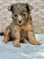 Nova, a female Miniature Aussiedoodle for sale in Tampa, FL – 2 of 7