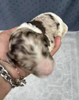 Truffle. “ regular size” chocolate Merle, a male Cockapoo for sale in Tampa, FL – 10 of 10
