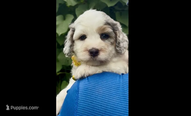 Skye  F1b – Miniature Aussiedoodle puppy for sale in Tampa, FL