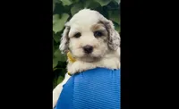 Skye  F1b, a female Miniature Aussiedoodle for sale in Sun City Center, FL – 1 of 10