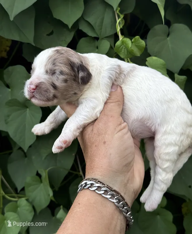 Hazel. “ regular size” chocolate Merle – Cockapoo puppy for sale in Tampa, FL