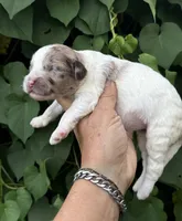 Hazel. “ regular size” chocolate Merle, a female Cockapoo for sale in Tampa, FL – 3 of 10