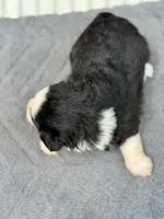 Tania Blue eyes, a female Miniature Aussiedoodle for sale in Ruskin, FL – 7 of 10
