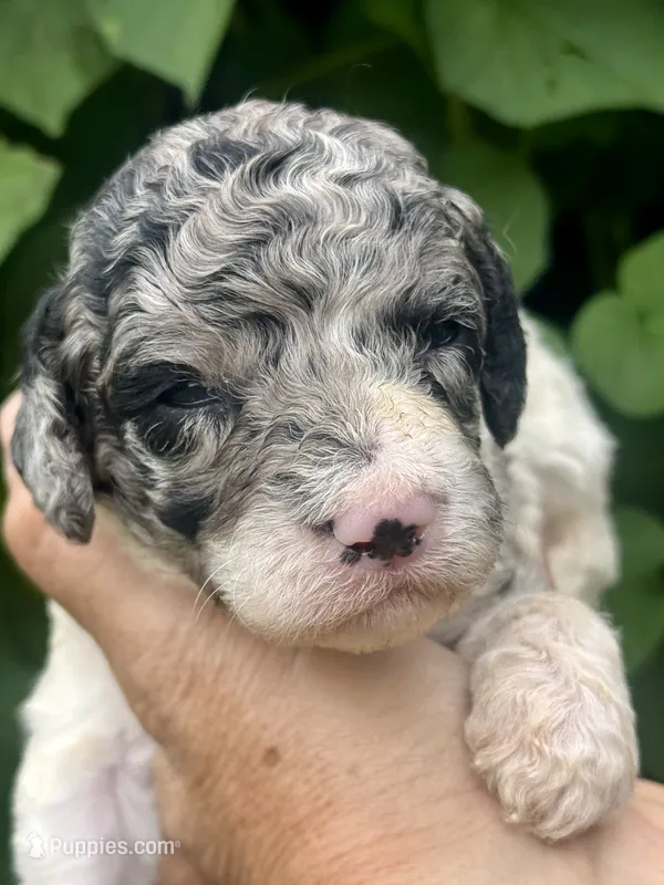 Sapphire. “ regular size” Blue Merle – Cockapoo puppy for sale in Tampa, FL