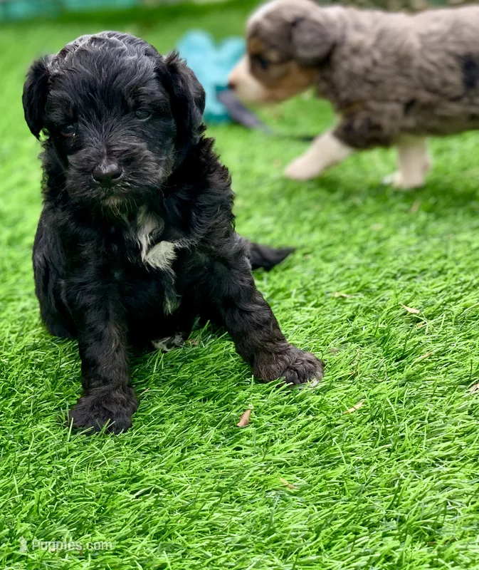 Onyx. Parents health tested – Miniature Aussiedoodle puppy for sale in Tampa, FL