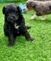 Onyx. Parents health tested, a male Miniature Aussiedoodle for sale in Tampa, FL – 1 of 8