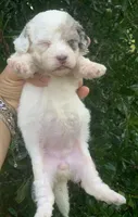 Morkiepoo Blue Merle parti, a female Poodle - Toy  and Morkie for sale in Tampa, FL – 5 of 6