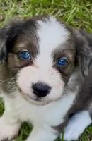 Amy.       Blue eyes, a female Miniature Aussiedoodle for sale in Ruskin, FL – 4 of 10