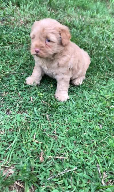 Simba, a male Chow Chow and Poodle - Miniature  for sale in Tampa, FL – 10 of 10