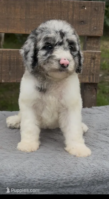 Bluebell. “Regular size” Blue Merle – Cockapoo puppy for sale in Ruskin, FL