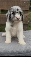 Bluebell., a female Cockapoo for sale in Ruskin, FL – 5 of 10