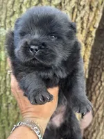 Onyx, a male Chow Chow for sale in Ruskin, FL – 1 of 7