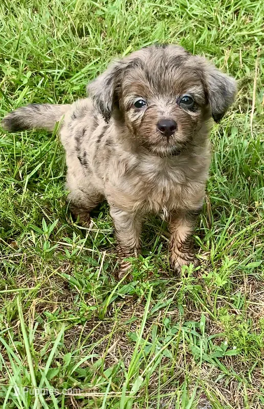 Nova – Miniature Aussiedoodle puppy for sale in Tampa, FL