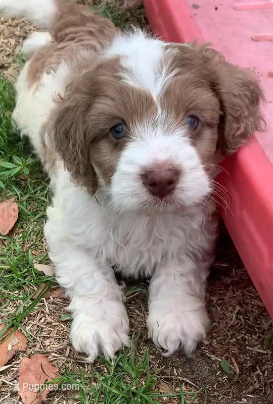 Chocolate Merle parti one blue eye – Cockapoo puppy for sale in Tampa, FL