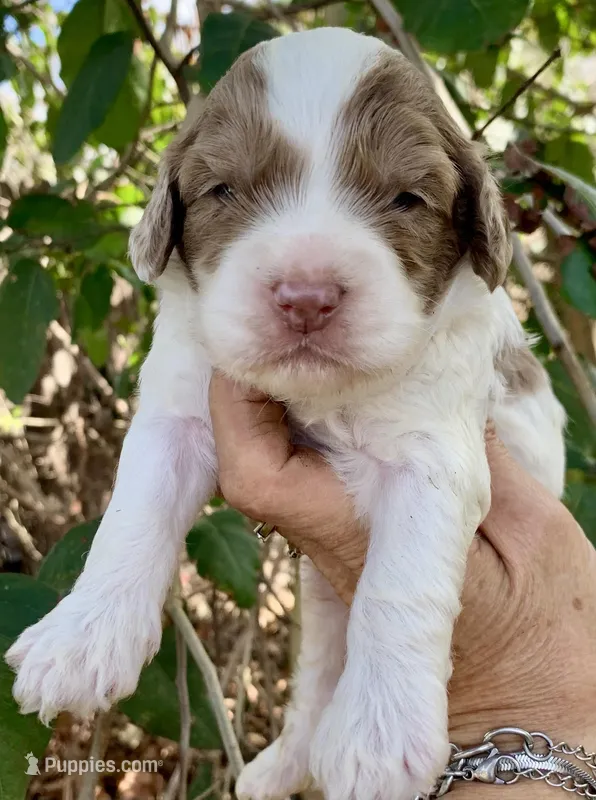 Chocolate Merle parti